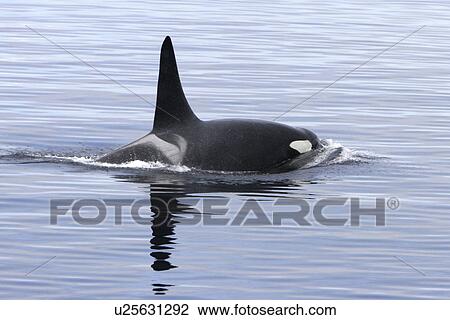 Orca (Orcinus orca) Bull surfacing in Tracy Arm, southeast Alaska, USA. View Large Photo Image Stock Image - Orca (Orcinus orca) Bull surfacing in Tracy Arm, southeast Alaska, USA.. Fotosearch