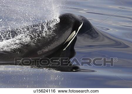 Stock Photograph - Orca (Orcinus orca) Bull surfacing in Chatham Strait, southeast Alaska, USA. T. Fotosearch