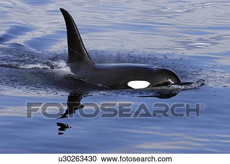 Orca (Orcinus orca) Bull surfacing Chatham Strait, southeast Alaska, USA. View Large Photo Image Stock Image - Orca (Orcinus orca) Bull surfacing Chatham Strait, southeast Alaska, USA.. Fotosearch