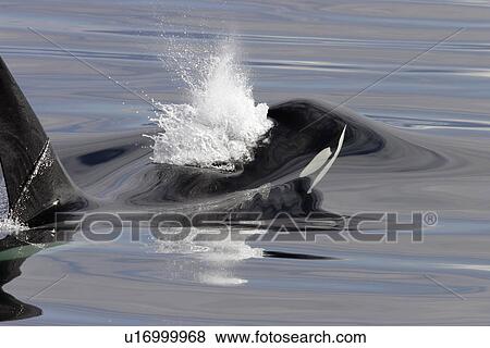 Stock Photo - Orca (Orcinus orca) Bull surfacing Chatham Strait, southeast Alaska, USA.. Fotosearch
