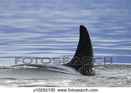 Orca (Orcinus orca) female surfacing near whale watching yacht in the calm waters of Southeast Alaska, USA. View Large Photo Image Stock Image - Orca (Orcinus orca) female surfacing near whale watching yacht in the calm waters of Southeast Alaska, USA.. Fotosearch