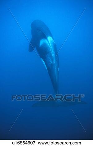 Stock Photo - Orca (Orcinus orca) from above, showing whole body length. Akaroa, New Zealand.. Fotosearch