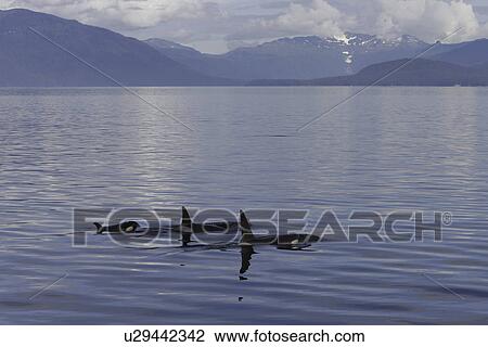 Stock Image - Orca (Orcinus orca) pod surfacing calm waters in Chatham Strait, southeast Alaska, USA.. Fotosearch