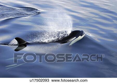 Orca (Orcinus orca) pod surfacing Chatham Strait, southeast Alaska, USA. View Large Photo Image Stock Image - Orca (Orcinus orca) pod surfacing Chatham Strait, southeast Alaska, USA.. Fotosearch
