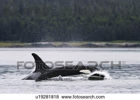 Stock Photo - Orca (Orcinus orca) surfacing in the calm waters of Southeast Alaska, USA. (rr). Fotosearch