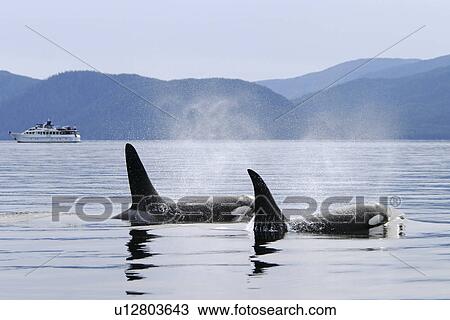 Orca (Orcinus orca) surfacing near whale watching yacht in the calm waters of Southeast Alaska, USA. View Large Photo Image Stock Image - Orca (Orcinus orca) surfacing near whale watching yacht in the calm waters of Southeast Alaska, USA.. Fotosearch