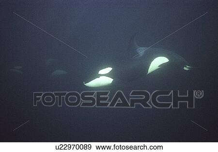 Orca (Orcinus orca) swimming in dark water. Water is very dark because the orca enter Norwegian fjords in middle of winter to feed on herring. Svolvaer, Norway (rr) View Large Photo Image Stock Photo - Orca (Orcinus orca) swimming in dark water. Water is very dark because the orca enter Norwegian fjords in middle of winter to feed on herring. Svolvaer, Norway (rr). Fotosearch