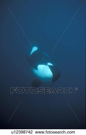 Stock Image - Orca (Orcinus orca) swimming underwater. Water is very dark because the orca enter Norwegian fjords in middle of winter to feed on herring. Svolvaer, Norway (rr). Fotosearch