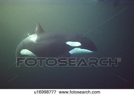 Stock Photo - Orca (Orcinus orca) swimming underwater. Water is very dark because the orca enter Norwegian fjords in middle of winter to feed on herring. Svolvaer, Norway (rr). Fotosearch