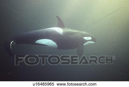 Stock Photography - Orca (Orcinus orca) swimming underwater. Water is very dark because the orca enter Norwegian fjords in middle of winter to feed on herring. Svolvaer, Norway (rr). Fotosearch