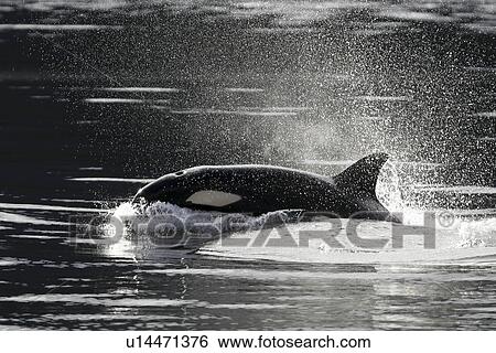 Orca (Orcinus orca) - Transient adult, surfacing. Chatham Strait, Southeast Alaska, USA. Pacific Ocean. View Large Photo Image Stock Photograph - Orca (Orcinus orca) - Transient adult, surfacing. Chatham Strait, Southeast Alaska, USA. Pacific Ocean.. Fotosearch