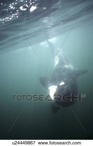 Orca, Orcinus orca, underwater, San Juan Islands, Washington View Large Photo Image Stock Photo - Orca, Orcinus orca, underwater, San Juan Islands, Washington. Fotosearch