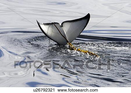 Orca (Orcinus orca) Young playing with kelp strand on tail flukes. Chatham Strait, southeast Alaska, USA. View Large Photo Image Stock Image - Orca (Orcinus orca) Young playing with kelp strand on tail flukes. Chatham Strait, southeast Alaska, USA.. Fotosearch