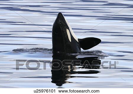 Stock Image - Orca (Orcinus orca) Young spy-hopping Chatham Strait, southeast Alaska, USA.. Fotosearch