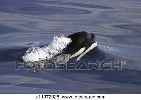 Orca (Orcinus orca) Young surfacing in Chatham Strait, southeast Alaska, USA. View Large Photo Image Stock Photo - Orca (Orcinus orca) Young surfacing in Chatham Strait, southeast Alaska, USA.. Fotosearch