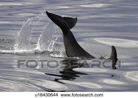 Picture - Orca (Orcinus orca) Young tail-slapping Chatham Strait, southeast Alaska, USA.. Fotosearch