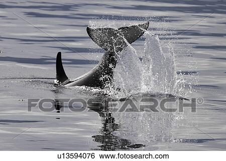 Stock Photograph - Orca (Orcinus orca) young tail-slapping Tracy Arm, southeast Alaska, USA.. Fotosearch