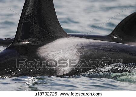 Stock Photography - Orcas (Orcinus orca) Detail of the saddle patch of one of a pod of four travelling from Admiralty Island to Douglass Island via Shelter Island and Favourite Channel, Southeast Alaska, USA. Pacific Ocean.. Fotosearch