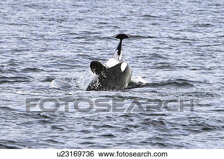 Stock Photograph - Orcas (Orcinus orca) The actual moment of take for a group of five transient Orcas that chased, killed, and then ate a single female Dalls porpoise (Phocoenoides dalli) in Icy Strait, South-eastern Alaska. After the kill some of the animals spy-hopped, b. Fotosearch