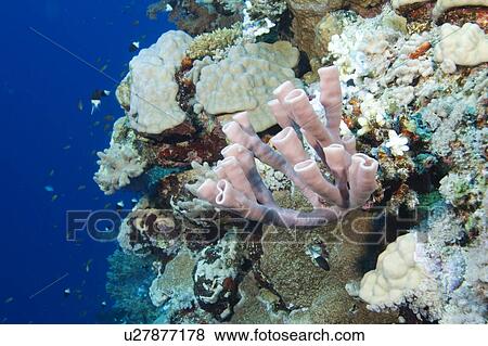 Stock Photo - Organ pipe (tube sponge) and general reef, Egyptian Red Sea 28-9-07. Fotosearch