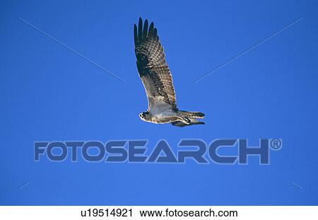 Stock Image - Osprey hunting. (Pandion haliaetus), Biosphere Reserve for Osprey nest site. San Ignacio, Baja, Mexico.. Fotosearch