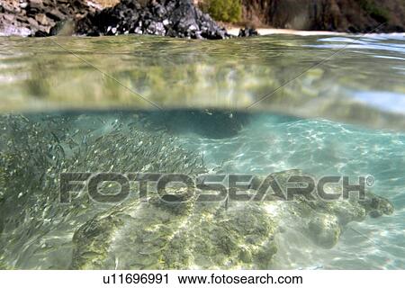 Stock Image - Over-under of smallmouth grunts schooling (Haemulon chrysargyreum) and Sancho's beach, Fernando de Noronha national marine sanctuary, Pernambuco, Brazil (S. Atlantic). Fotosearch