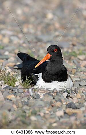 Oystercatcher at nest (Haematopus ostralegus). UK View Large Photo Image Stock Photograph - Oystercatcher at nest (Haematopus ostralegus). UK. Fotosearch