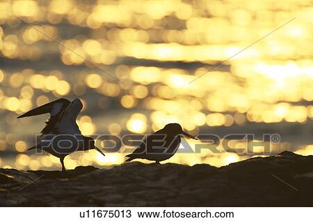 Stock Image - Oystercatcher (Haematopus ostralegus) pair silhouetted against golden reflection of a sunrise. One flapping wings. Argyll Scotland, UK. Fotosearch