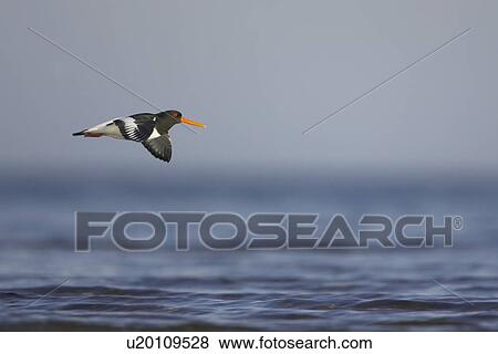 Oystercatcher (Haematopus ostralegus) flying low over water, side angle shown. Birds tend to fly along edge of water between feeding grounds Angus Scotland, UK View Large Photo Image Stock Photo - Oystercatcher (Haematopus ostralegus) flying low over water, side angle shown. Birds tend to fly along edge of water between feeding grounds Angus Scotland, UK. Fotosearch