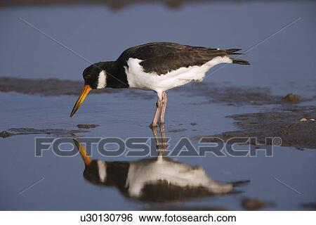 Stock Photograph - Oystercatcher (Haematopus ostralegus) feeding. Northumberland, UK. Fotosearch