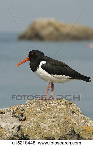 Oystercatcher. UK View Large Photo Image Stock Photo - Oystercatcher. UK. Fotosearch