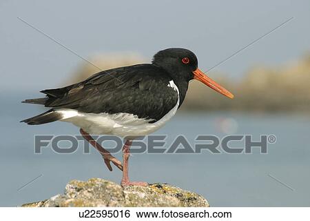 Stock Photograph - Oystercatcher. UK. Fotosearch