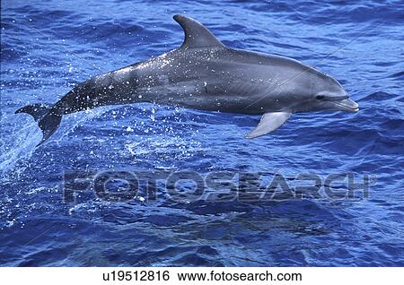 Stock Photograph - Pacific Bottlenose Dolphin, Tursiops truncatus, bow riding off the coast of Palaoa Point, Lanai, HI. Fotosearch