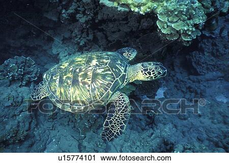 Pacific Green Sea Turtle (Chelonia mydas) Female underwater on a reef at Olowalu, Maui, Hawaii, USA, Pacific Ocean View Large Photo Image Stock Image - Pacific Green Sea Turtle (Chelonia mydas) Female underwater on a reef at Olowalu, Maui, Hawaii, USA, Pacific Ocean. Fotosearch