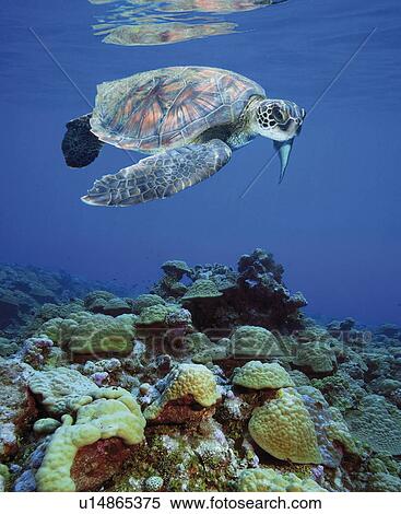 Pacific Green Sea Turtle (Chelonia mydas) over colourful reef. Hawaii. (Digital composite) View Large Photo Image Stock Photography - Pacific Green Sea Turtle (Chelonia mydas) over colourful reef. Hawaii. (Digital composite). Fotosearch