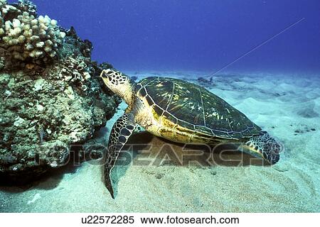 Stock Photography - Pacific Green Sea Turtle (Chelonia mydas) resting against coral head off Kapalua, Maui, Hawaii, USA, Pacific Ocean. Fotosearch