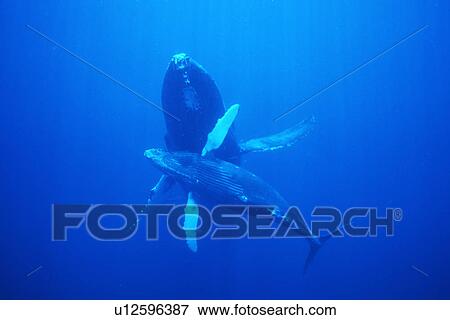 Pacific humpback whale adult and calf, Megaptera novaeangliae, underwater in the Au Au Channel, Maui, Hawaii. View Large Photo Image Stock Photo - Pacific humpback whale adult and calf, Megaptera novaeangliae, underwater in the Au Au Channel, Maui, Hawaii.. Fotosearch