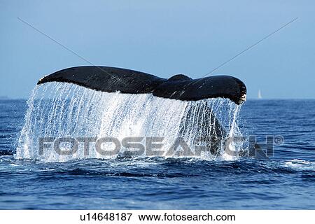 Stock Photo - Pacific humpback whale adult, Megaptera novaeangliae, tail-lobbing in the Au Au Channel near Maui, Hawaii. Fotosearch