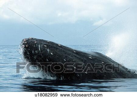 Stock Photo - Pacific humpback whale adult, Megaptera novaeangliae, competitive male, head-lunging, blow, in the Au Au Channel near Maui, Hawaii.. Fotosearch