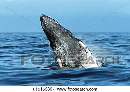 Stock Photo - Pacific humpback whale calf, Megaptera novaeangliae, breaching in the Au Au Channel near Maui, Hawaii.. Fotosearch