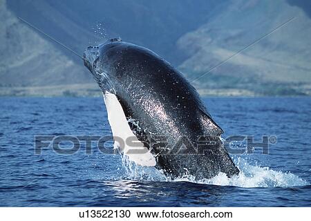 Stock Image - Pacific Humpback Whale (Megaptera novaeangliae) calf breach / lunge along the coast of West Maui, Hawaii, USA.. Fotosearch