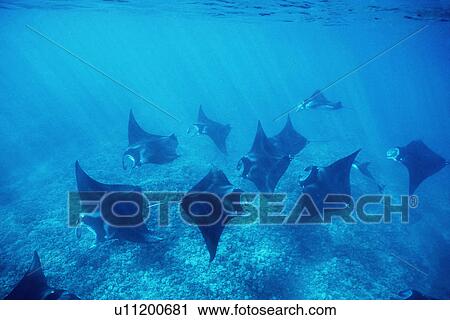 Stock Image - Pacific manta rays over reef in possible mating behaviour? West Maui, Hawaii, USA.. Fotosearch