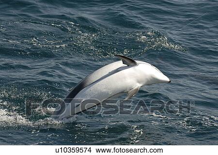 Picture - Pacific white sided dolphin (Lagenorhynchus obliquidens) breaching. National marine sanctuary, Monterey bay, California Pacific ocean, USA.. Fotosearch