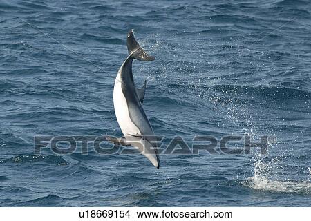 Picture - Pacific white sided dolphin (Lagenorhynchus obliquidens) doing a back flip. National marine sanctuary, Monterey bay, California Pacific ocean, USA.. Fotosearch
