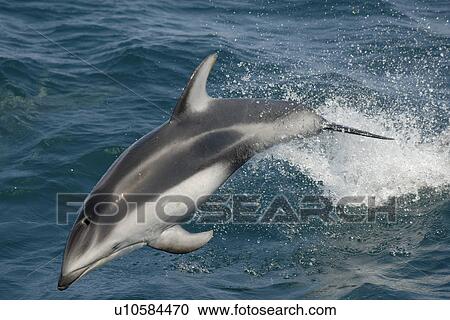 Stock Image - Pacific white sided dolphin (Lagenorhynchus obliquidens) porpoising or speed swimming. National marine sanctuary, Monterey bay, California Pacific ocean, USA.. Fotosearch