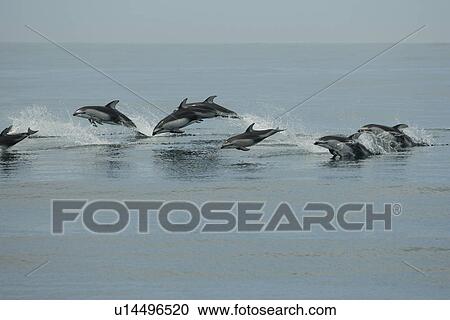 Stock Image - Pacific white sided dolphin (Lagenorhynchus obliquidens). A pod porpoising or speed swimming. National marine sanctuary, Monterey bay, California Pacific ocean, USA.. Fotosearch