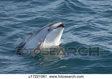 Stock Image - Pacific white-sided dolphin (Lagenorhynchus obliquidens) surfacing Monterey Bay, California, USA, Pacific 0cean, National Marine Sanctuary. Fotosearch