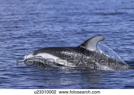 Pacific white-sided dolphin (Lagenorhynchus obliquidens) Adult surfacing in the calm waters of the inside passage Southeast Alaska, USA. View Large Photo Image Stock Image - Pacific white-sided dolphin (Lagenorhynchus obliquidens) Adult surfacing in the calm waters of the inside passage Southeast Alaska, USA.. Fotosearch