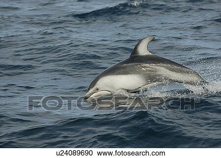 Stock Image - Pacific white sided dolphin (Lagenorhynchus obliquidens) porpoising or speed swimming. National marine sanctuary, Monterey bay, California Pacific ocean, USA.. Fotosearch