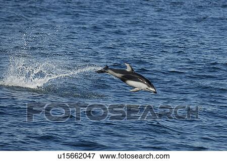 Pacific white sided dolphin (Lagenorhynchus obliquidens) Porpoising or leaping Monterey Bay, California, USA, Pacific Ocean, National Marine Sanctuary View Large Photo Image Stock Photo - Pacific white sided dolphin (Lagenorhynchus obliquidens) Porpoising or leaping Monterey Bay, California, USA, Pacific Ocean, National Marine Sanctuary. Fotosearch